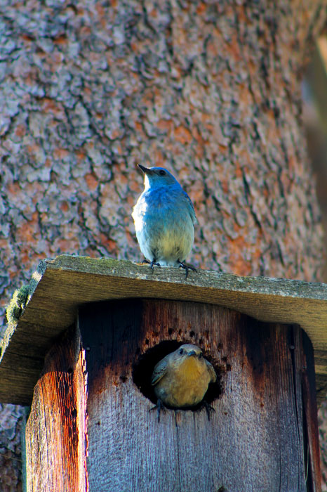 Mating pair of mountain bluebirds in Hallowell Park, located inside of Rocky Mountain National Park, CO.