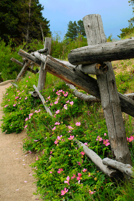 The trail to Sprague Lake, located in Rocky Mountain National Park, Estes Park, CO.